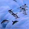 penguinfurs