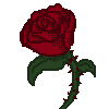 A_red_Rose