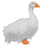 sebastopol-goose