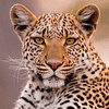 FA-Leopards