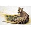 thylacine-furs