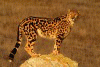 cheetah-furs