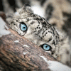 snowleopardsoffa