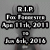 Fox_Forrester