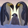 penguinfur
