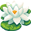 water--lily