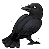 crow_left