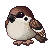 little-sparrow