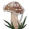 mushroomicon2
