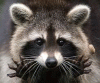 Raccoon21