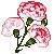 carnation1ki