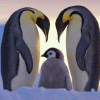 PenguinFur