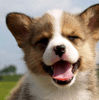 welshcorgi