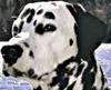 dalmatians