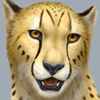 cheepard