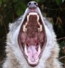 WerewolfCZ