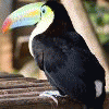 toucansofFA