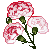 carnation2ki