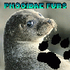 Phocidae_Furs