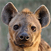 Hyena