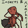 insectandarachnidfurs