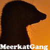 meerkat-gang