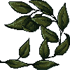 leavesl