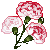 carnation1ki carnation1ki