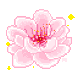 cherryblossom. cherryblossom.