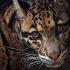 cloudedleopards cloudedleopards