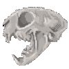 cskull2 cskull2