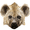 fahyenas fahyenas