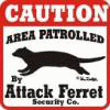 Ferret_Furs