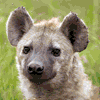 Hyenas_of_FA Hyenas_of_FA
