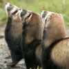 mustelids mustelids
