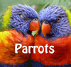 parrots parrots