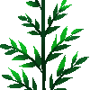 plant02