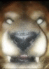 aikenwolf