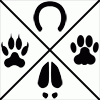 Shape-shifter