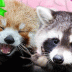 pandasisters