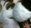 duskwhitewolf duskwhitewolf