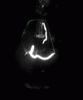 Lightfox905