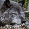 RWolf