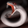 snakeyuma