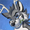 StevieJackal StevieJackal