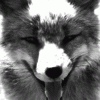 talthewolf