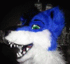 arkithecoyote