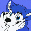 jc_husky