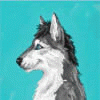 asti_the_husky