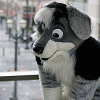 crashthedog